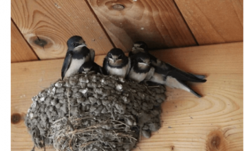 AKO IMATE GNIJEZDO LASTAVICA, nipošto ga ne dirajte: Evo šta ono znači prema narodnom vjerovanju