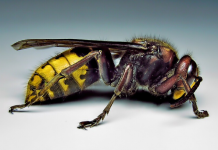 Što učiniti kod uboda stršljena? Prvih 5 minuta može spasiti život – savjeti liječnice koje svi moraju znati