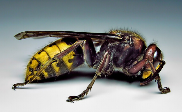 Što učiniti kod uboda stršljena? Prvih 5 minuta može spasiti život – savjeti liječnice koje svi moraju znati