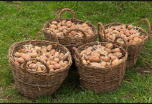 Deda ga je uvijek bacao u kesu sa krompirom i izdržali su do sledeće berbe: Ni jedan nije proklijao!