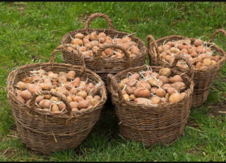 Deda ga je uvijek bacao u kesu sa krompirom i izdržali su do sledeće berbe: Ni jedan nije proklijao!