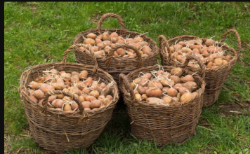 Deda ga je uvijek bacao u kesu sa krompirom i izdržali su do sledeće berbe: Ni jedan nije proklijao!