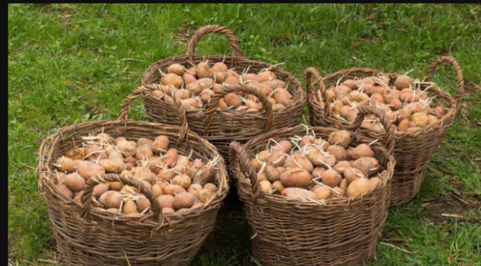 Deda ga je uvijek bacao u kesu sa krompirom i izdržali su do sledeće berbe: Ni jedan nije proklijao!
