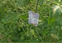 OVO je jedini pravilni način korištenja sode bb u zaštiti povrća od vrućina