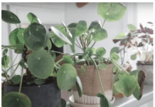 KADA PROCVJETA, U KUĆU STIŽU DOBRE VIJESTI – BILJKA KOJA JE MAGNET ZA SREĆU: Stavite joj ovo u saksiju da privuče novac!