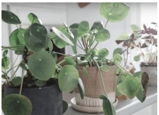 KADA PROCVJETA, U KUĆU STIŽU DOBRE VIJESTI – BILJKA KOJA JE MAGNET ZA SREĆU: Stavite joj ovo u saksiju da privuče novac!