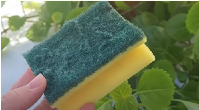 Nikada ne bacajte stari sunđer: Kada vidite čemu služi čuvat ćete ga kao oči u glavi!!TRIK KOJI JE OBIŠAO CIJELI SVIJET!!!!