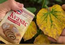 EVO kako SUVI KVASAC i mrtve biljke vraća u život! Ovo vam niko neće reći!