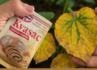 EVO kako SUVI KVASAC i mrtve biljke vraća u život! Ovo vam niko neće reći!