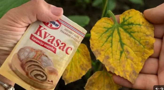 EVO kako SUVI KVASAC i mrtve biljke vraća u život! Ovo vam niko neće reći!