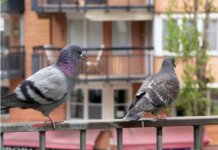 Stavite 1 predmet na terasu i otjeraćete golubove zauvijek: Sitnica od koje bježe glavom bez obzira