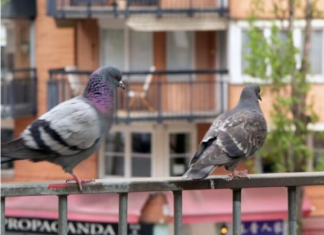 Stavite 1 predmet na terasu i otjeraćete golubove zauvijek: Sitnica od koje bježe glavom bez obzira