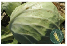 Ove bube jedu list kupusa i drugih lisnatih biljaka- SPRIJEČITE ih na prirodan način