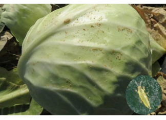 Ove bube jedu list kupusa i drugih lisnatih biljaka- SPRIJEČITE ih na prirodan način