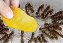 Domaći trik za rješavanje mrava u šupi i vrtu: Stavila sam ga na zemlju i sutradan nije bilo mrava!