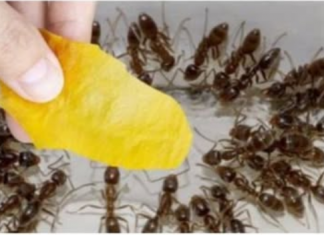 Domaći trik za rješavanje mrava u šupi i vrtu: Stavila sam ga na zemlju i sutradan nije bilo mrava!