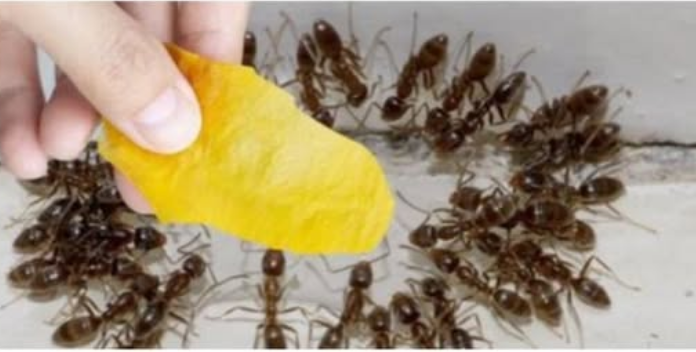 Domaći trik za rješavanje mrava u šupi i vrtu: Stavila sam ga na zemlju i sutradan nije bilo mrava!