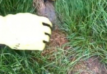 UJUTRU ILI UVEČE: Ovo je idealno vrijeme za košenje trave, jedino tako ćete imati najljepši travnjak