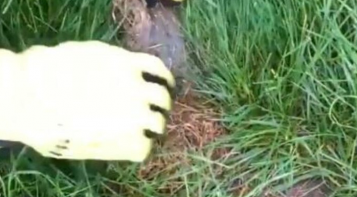 UJUTRU ILI UVEČE: Ovo je idealno vrijeme za košenje trave, jedino tako ćete imati najljepši travnjak