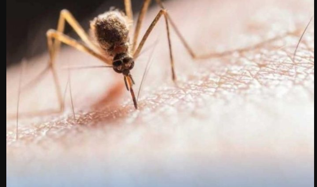 Zamka za komarce koja predivno miriše: Nikada ih više nećete vidjeti, a sve sastojke imate u kući