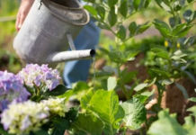 Kada je bolje zalijevati cvijeće tokom vrućina, ujutro ili navečer? Samo jedno je ispravno