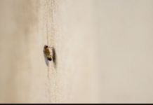 Trik koji koriste i u mesarama: Postavite ovo na ulaz i muhe više nećete vidjeti u kući