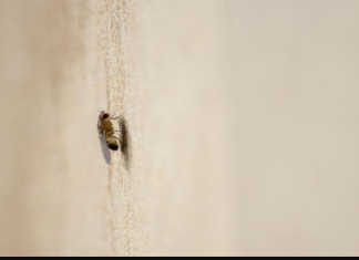 Trik koji koriste i u mesarama: Postavite ovo na ulaz i muhe više nećete vidjeti u kući