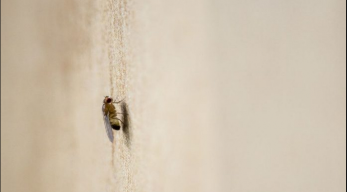 Trik koji koriste i u mesarama: Postavite ovo na ulaz i muhe više nećete vidjeti u kući