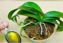 Sipajte samo jednom! Najslabija orhideja momentalno postaje jaka i cvjeta cijelu godinu…..