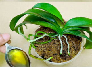 Sipajte samo jednom! Najslabija orhideja momentalno postaje jaka i cvjeta cijelu godinu…..