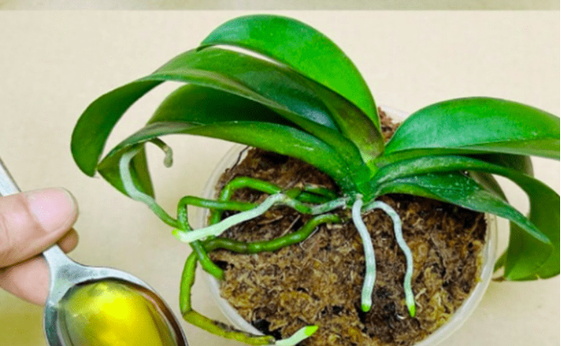 Sipajte samo jednom! Najslabija orhideja momentalno postaje jaka i cvjeta cijelu godinu…..