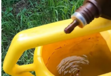 Samo NEKOLIKO kapi ubija plamenjaču paradajza: Više cvjeta, plodovi brže sazrijevaju