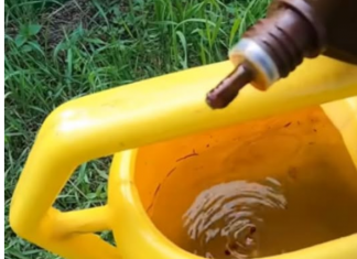 Samo NEKOLIKO kapi ubija plamenjaču paradajza: Više cvjeta, plodovi brže sazrijevaju