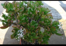 MALO KO ZNA DA KRASULA MOŽE DA PROCVJETA: Dodajte 2 sastojka u saksiju i gledajte kako buja kao luda