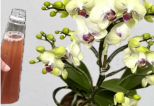 Samo joj dajte 1 kašiku i uništena ORHIDEJA će niknuti mnogo novih korijena!