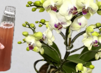 Samo joj dajte 1 kašiku i uništena ORHIDEJA će niknuti mnogo novih korijena!