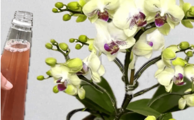 Samo joj dajte 1 kašiku i uništena ORHIDEJA će niknuti mnogo novih korijena!