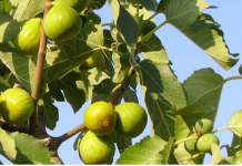 OVO treba uraditi tokom avgusta da bi dobili vrlo krupne plodove smokava