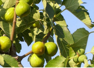 OVO treba uraditi tokom avgusta da bi dobili vrlo krupne plodove smokava