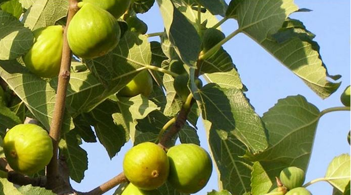 OVO treba uraditi tokom avgusta da bi dobili vrlo krupne plodove smokava