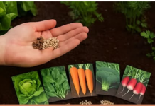 OBAVEZNO ove biljke posadi u avgustu! Ovo niste znali!