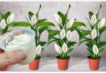 100g je sve što je potrebno i spatifilum cvjeta skoro NON-STOP: Nema bolesti, imamo 5 puta više lijepih listova i cvjetova!