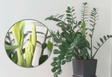 Samo 3 supene kašike i zamiokulkas će dati PUNO novih listova!