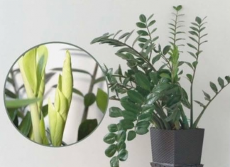 Samo 3 supene kašike i zamiokulkas će dati PUNO novih listova!