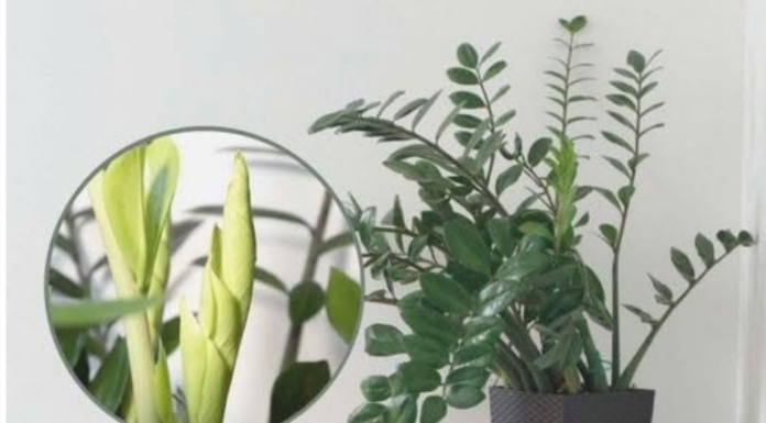 Samo 3 supene kašike i zamiokulkas će dati PUNO novih listova!