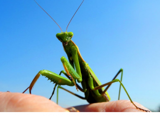 Kada BOGOMOLJKA uđe u vašu kuću, to znači SAMO JEDNO: Njeno prisustvo nosi važnu poruku, evo i koju