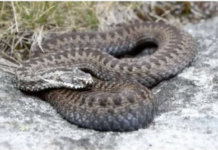 Zmije imaju strah od OVE tečnosti, stavite je u dvorište ili kuću i više ih se NEMOJTE plašiti..