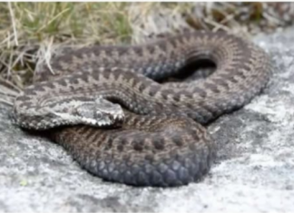 Zmije imaju strah od OVE tečnosti, stavite je u dvorište ili kuću i više ih se NEMOJTE plašiti..