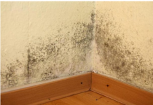 U KUĆI SE POJAVILA BUĐ I VLAGA: Ubacite Ovu Biljku U Problematičnu Prostoriju I Riješite Problem