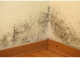 U KUĆI SE POJAVILA BUĐ I VLAGA: Ubacite Ovu Biljku U Problematičnu Prostoriju I Riješite Problem